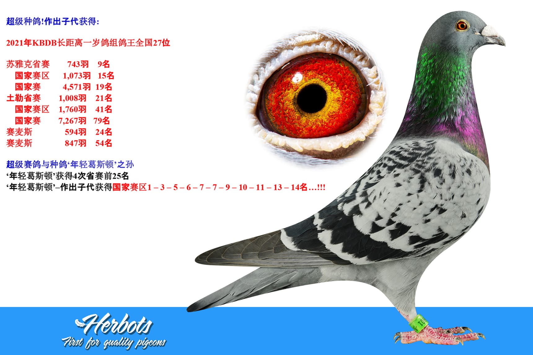 pigeon: undefined