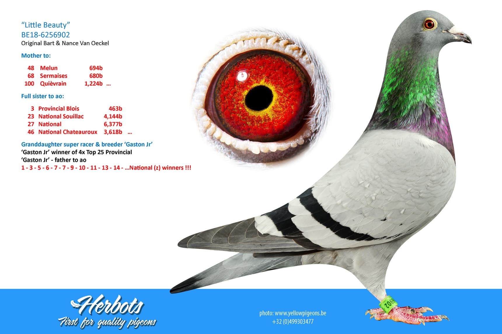 pigeon: undefined