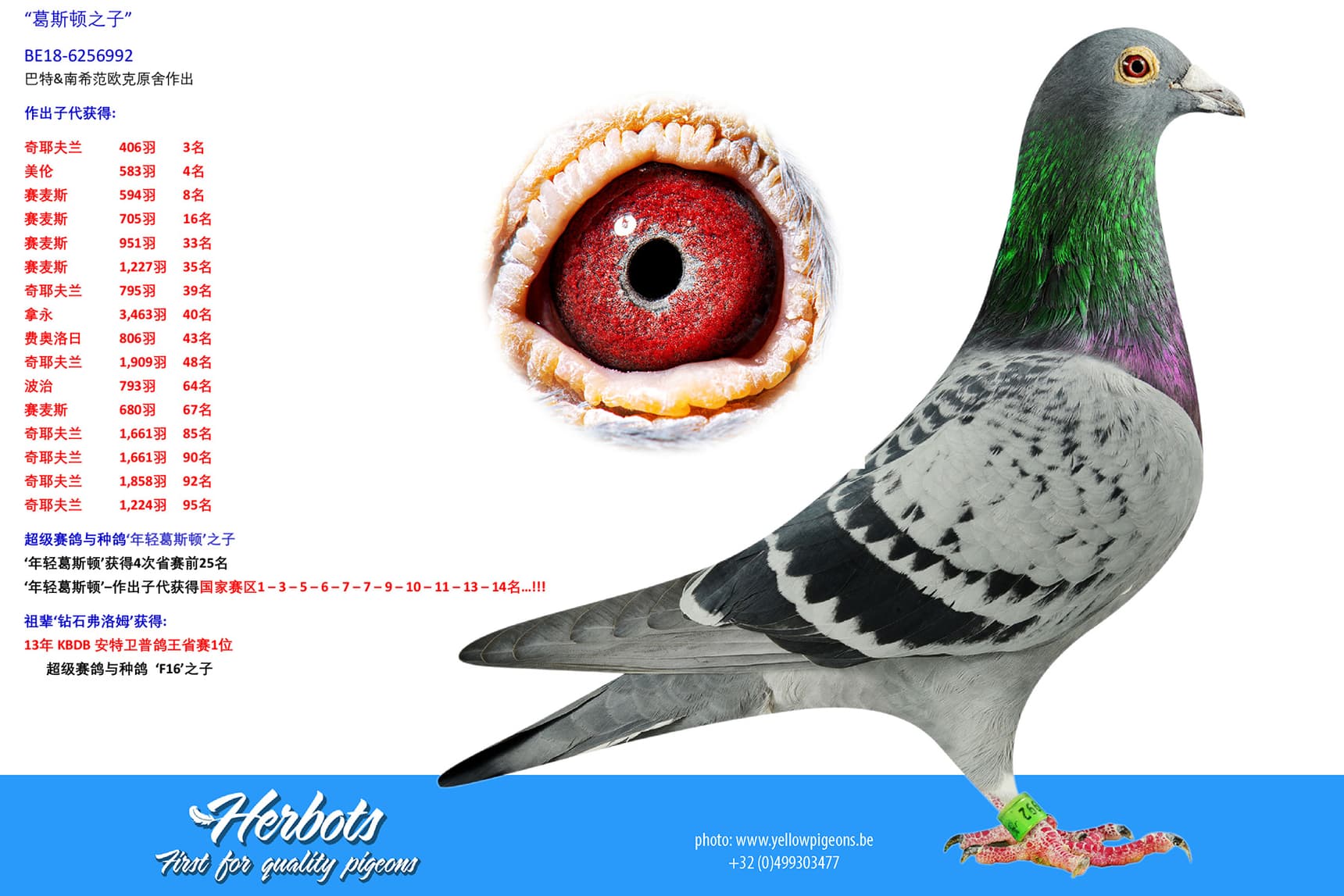 pigeon: undefined