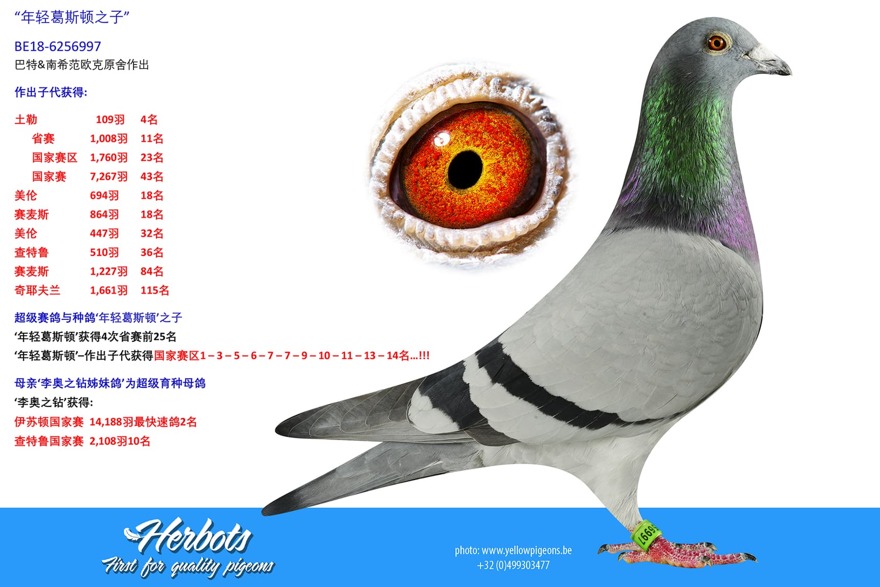 pigeon: undefined