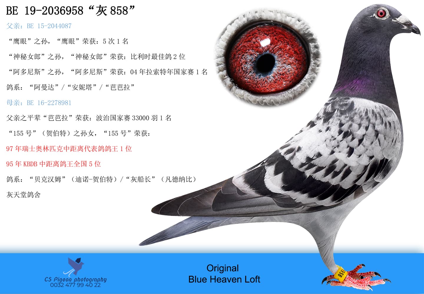 pigeon: undefined