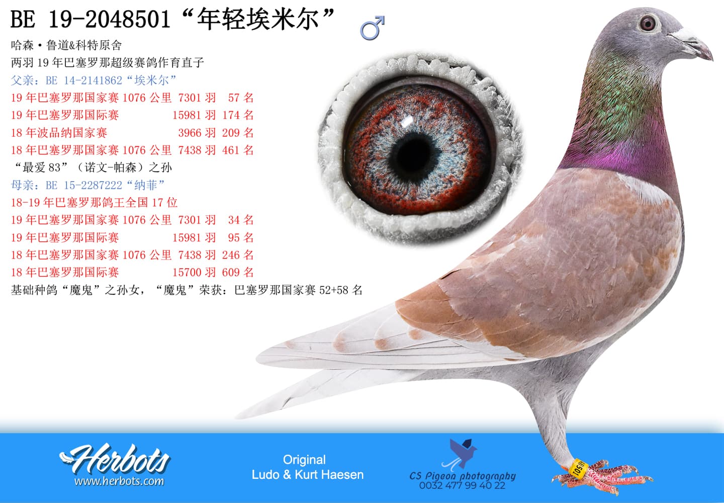 pigeon: undefined