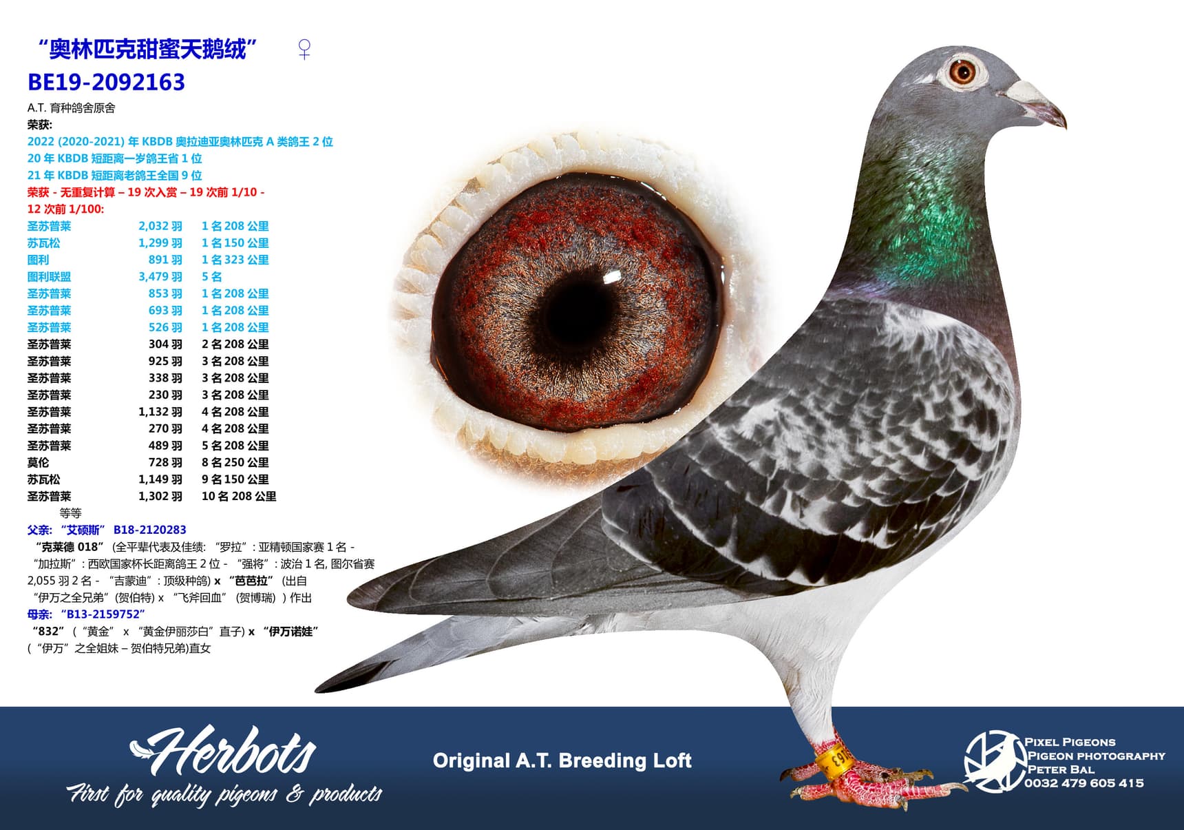 pigeon: undefined