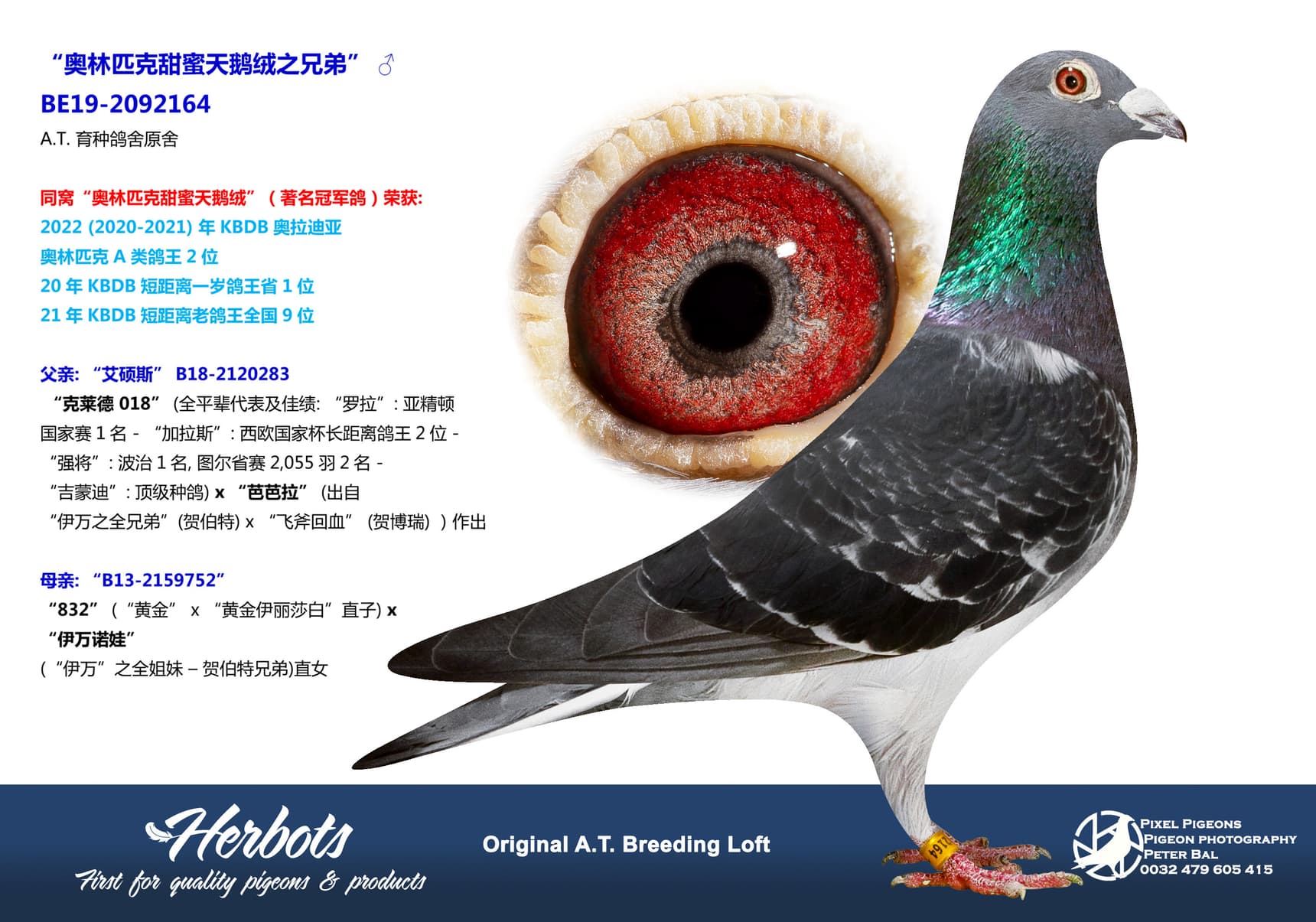 pigeon: undefined