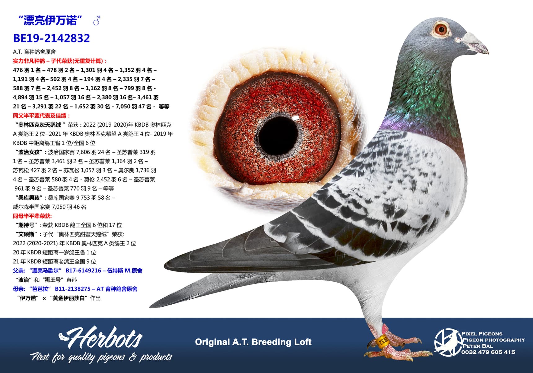 pigeon: undefined