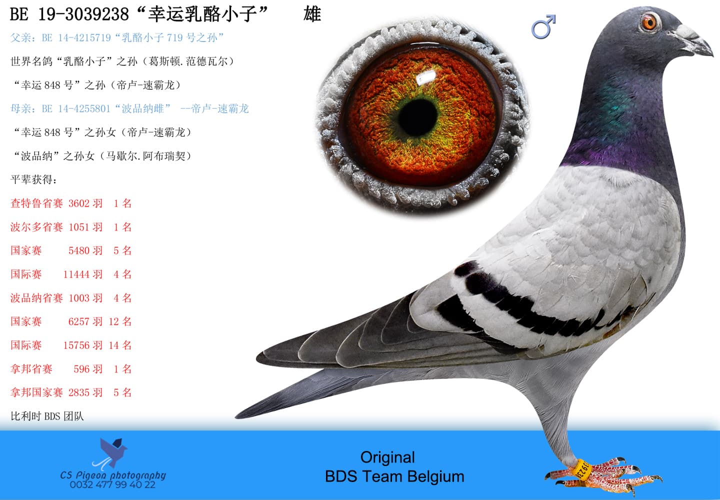 pigeon: undefined