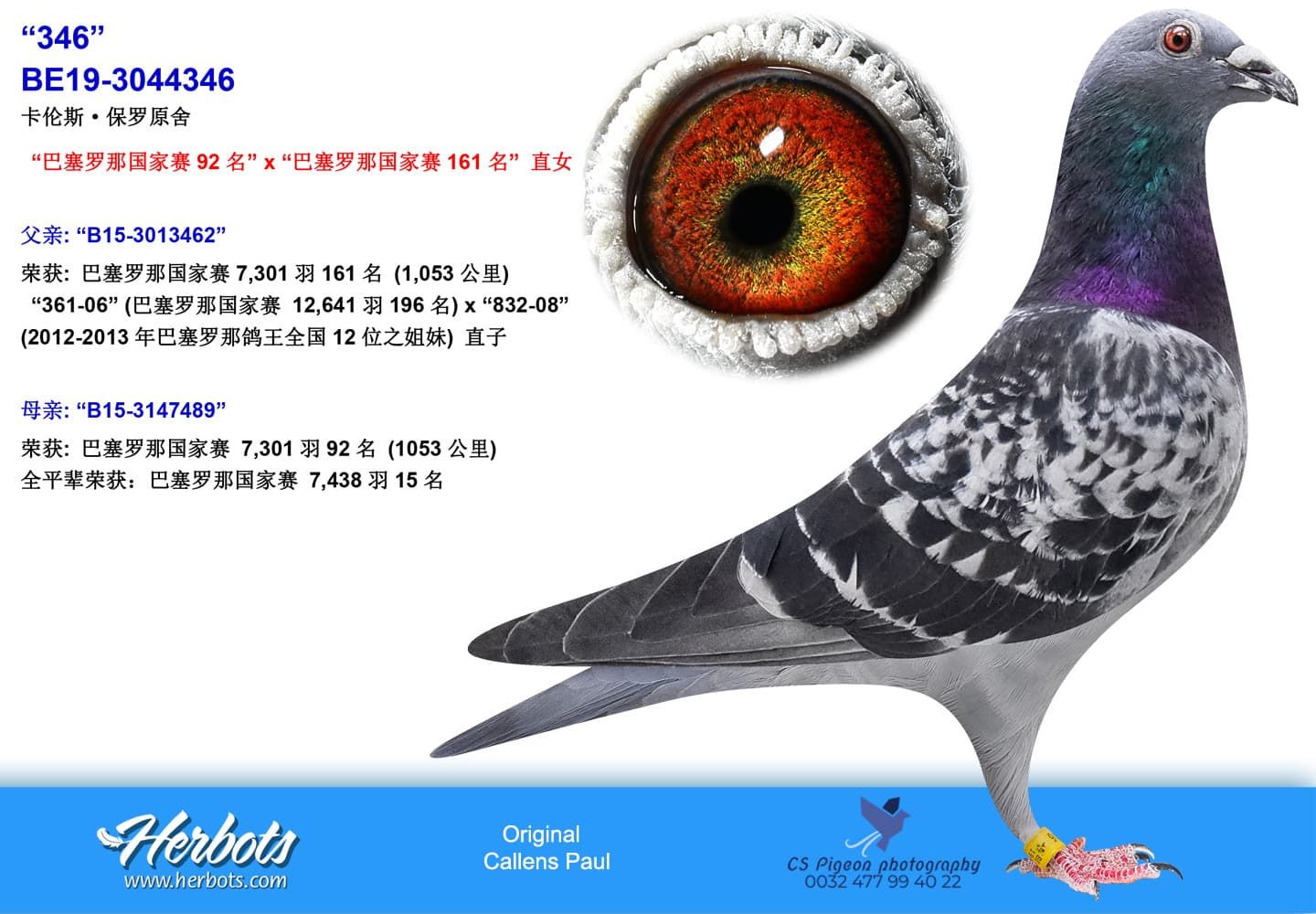 pigeon: undefined
