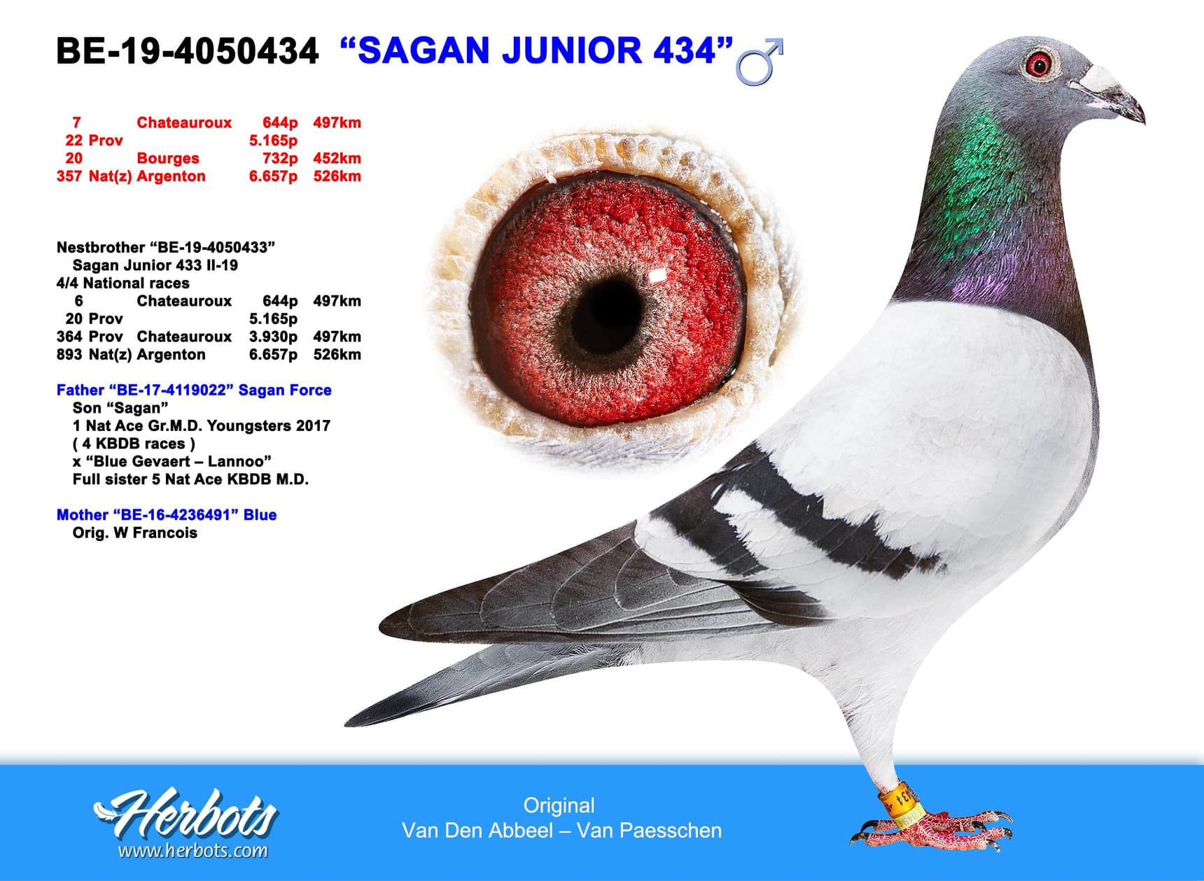 pigeon: undefined