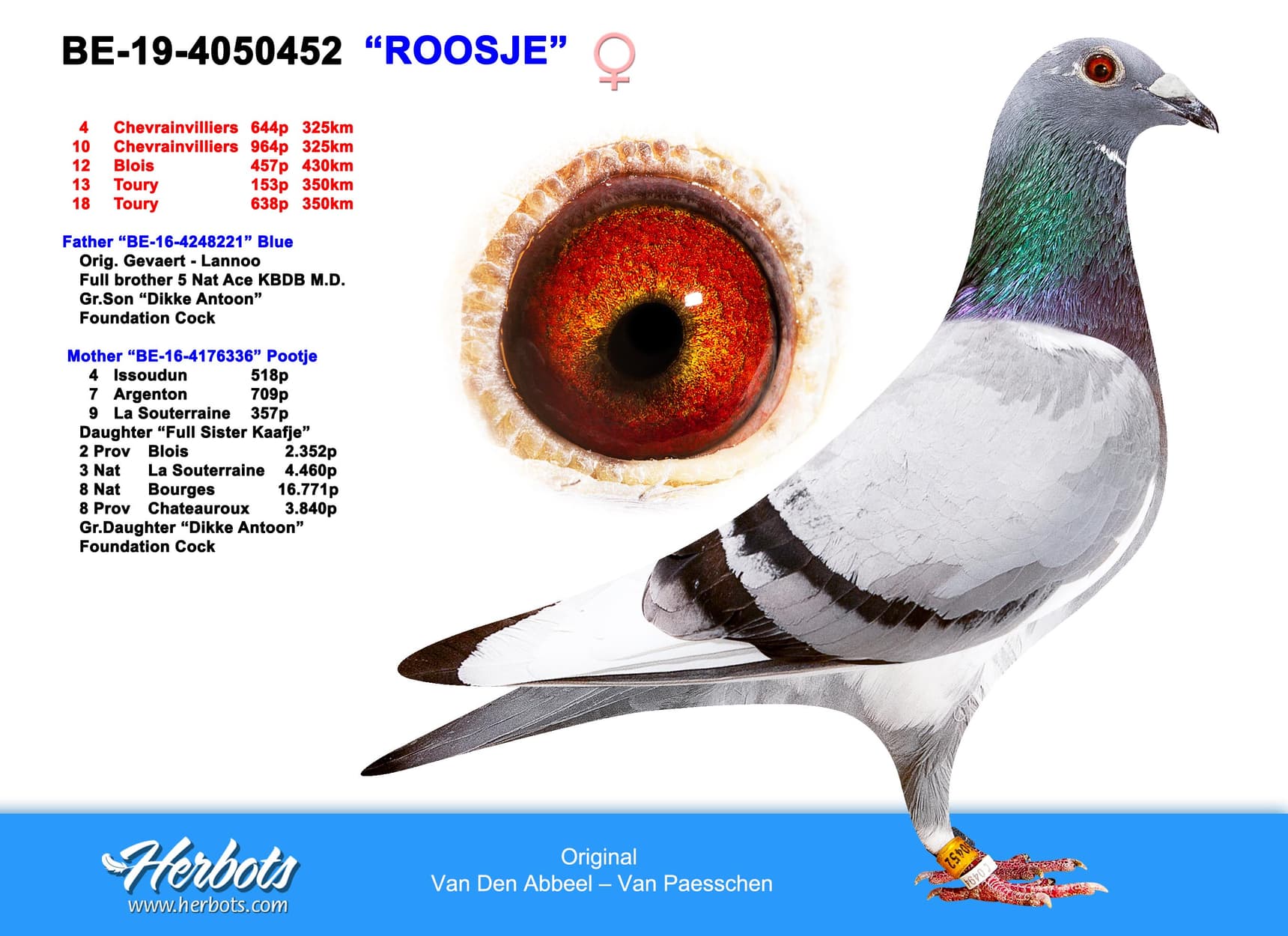pigeon: undefined