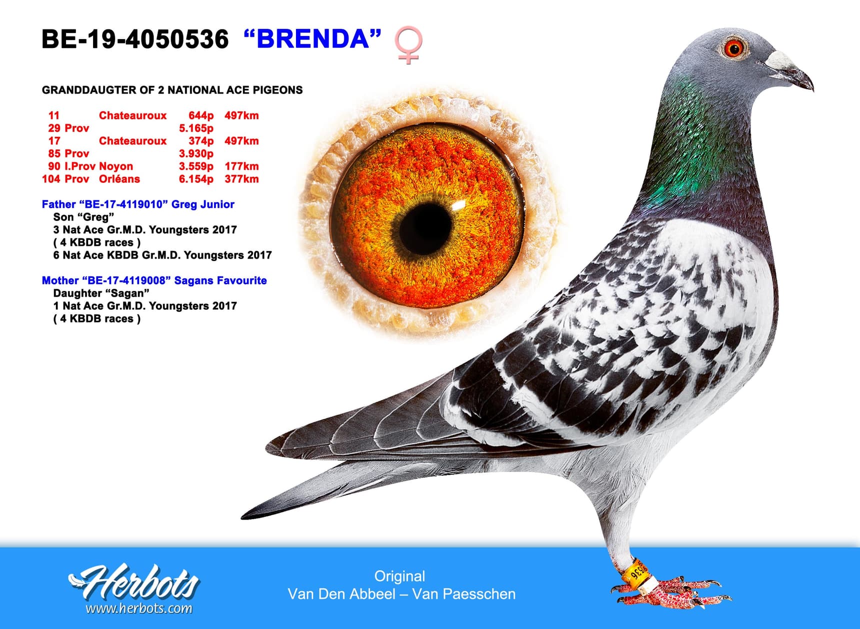 pigeon: undefined