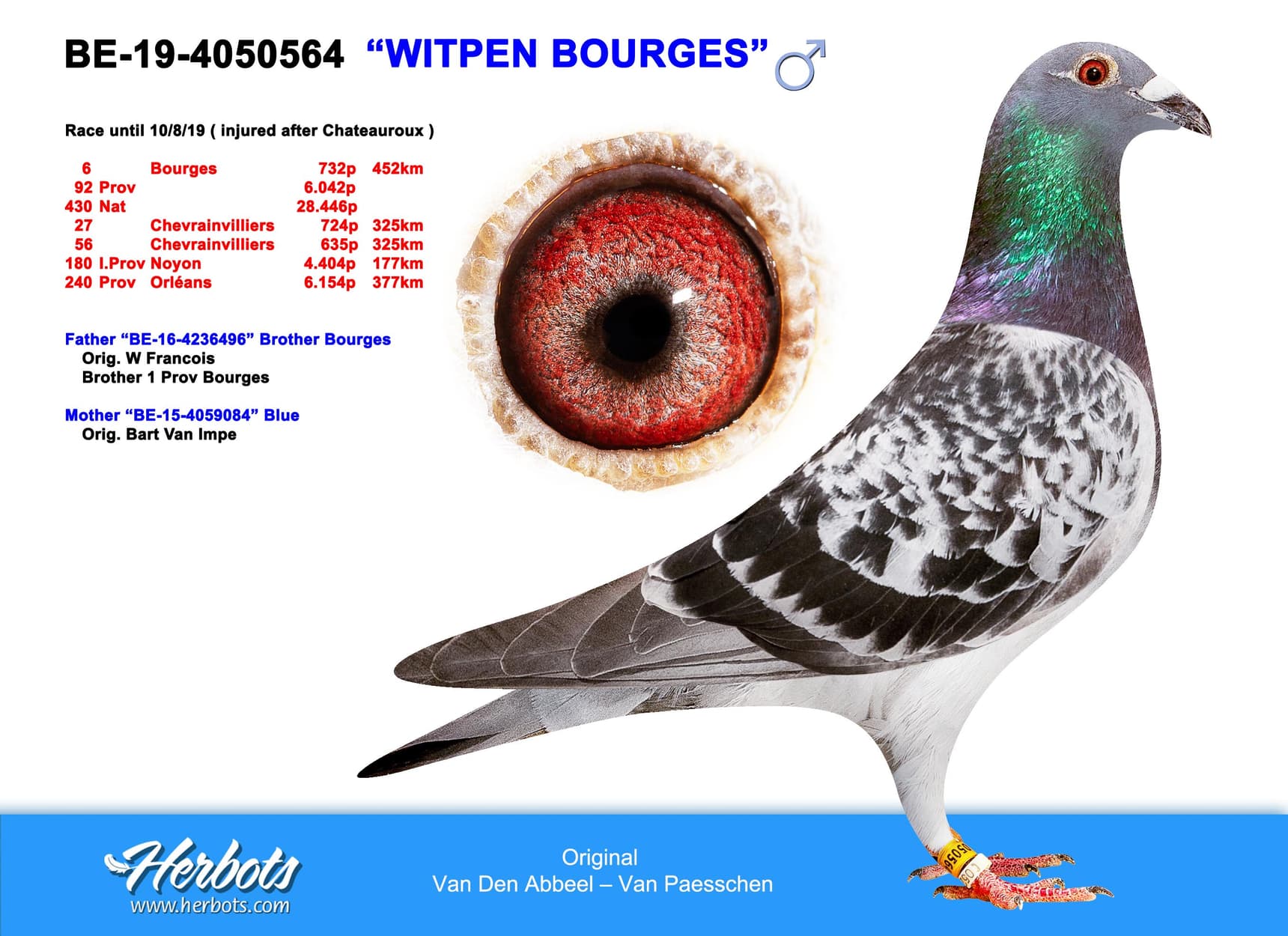 pigeon: undefined