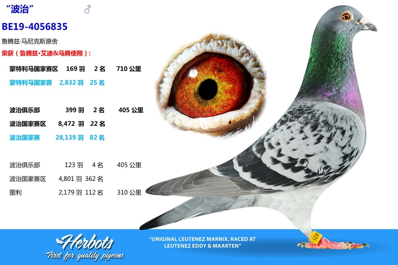 pigeon: undefined