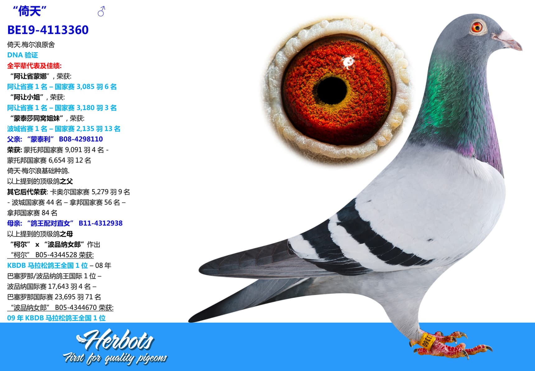 pigeon: undefined