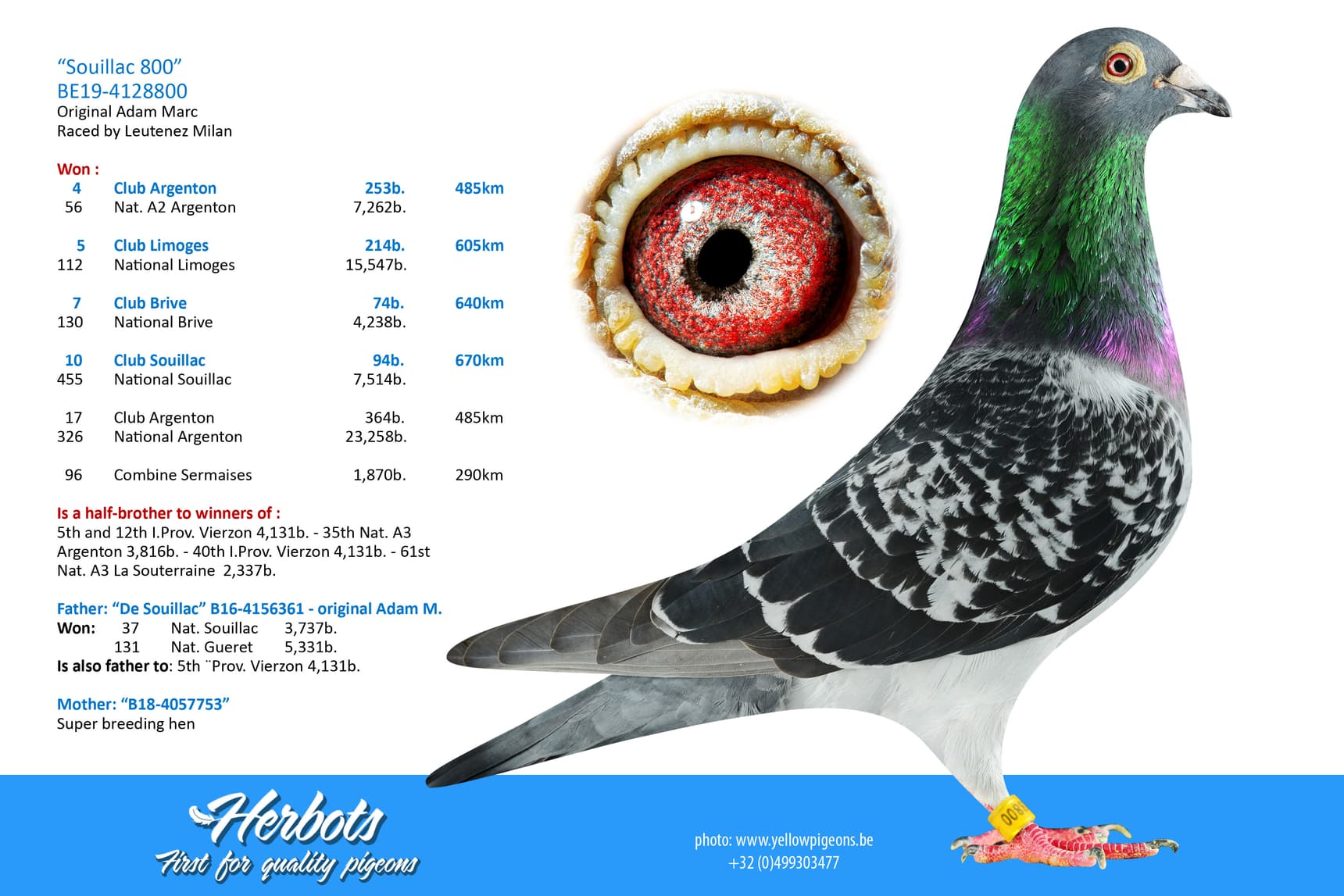 pigeon: undefined