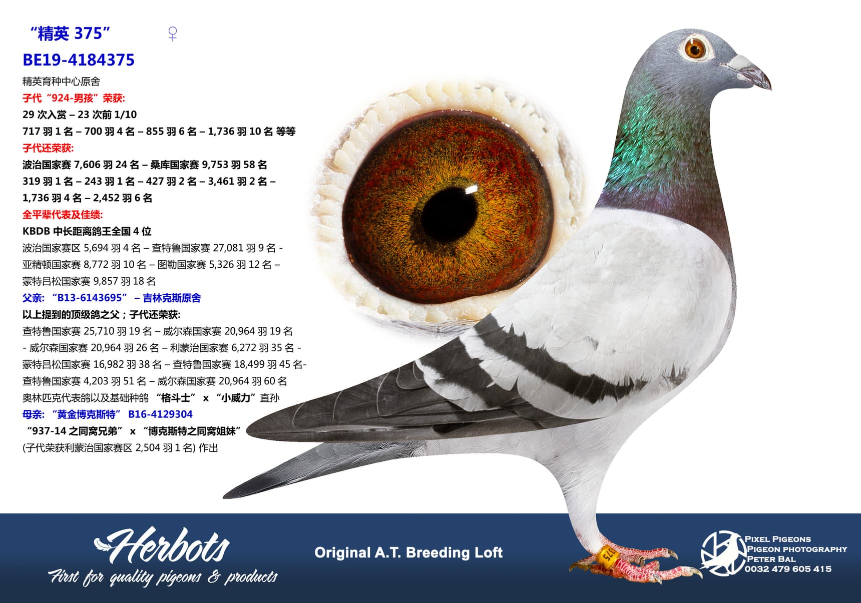 pigeon: undefined