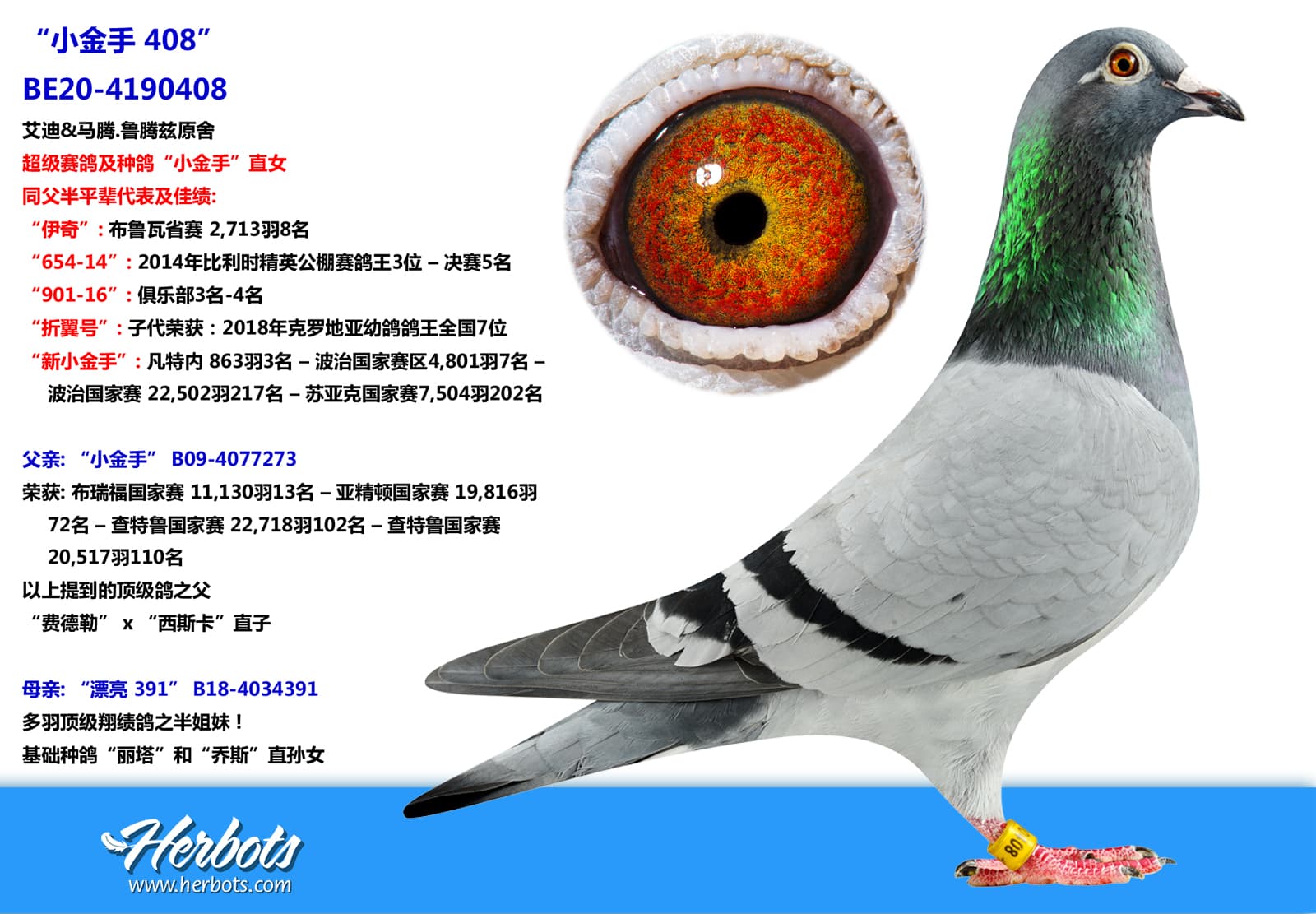 pigeon: undefined