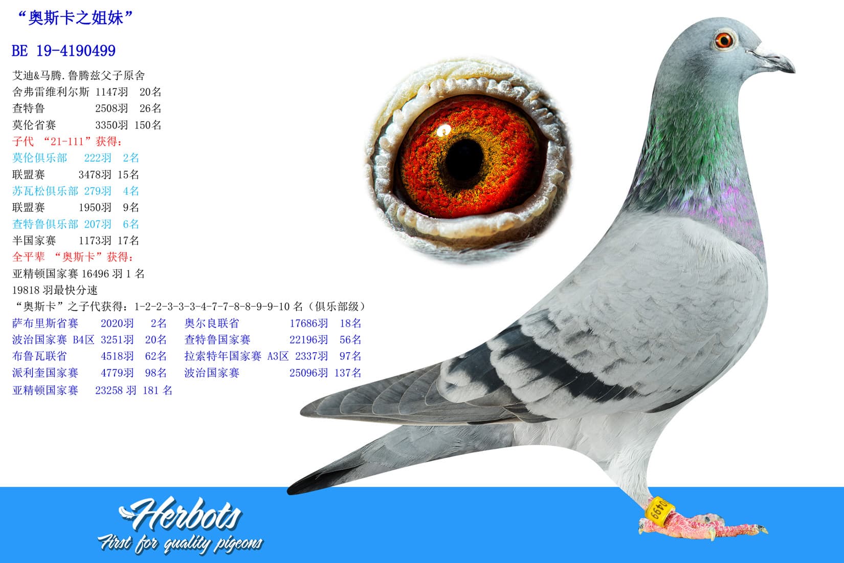 pigeon: undefined