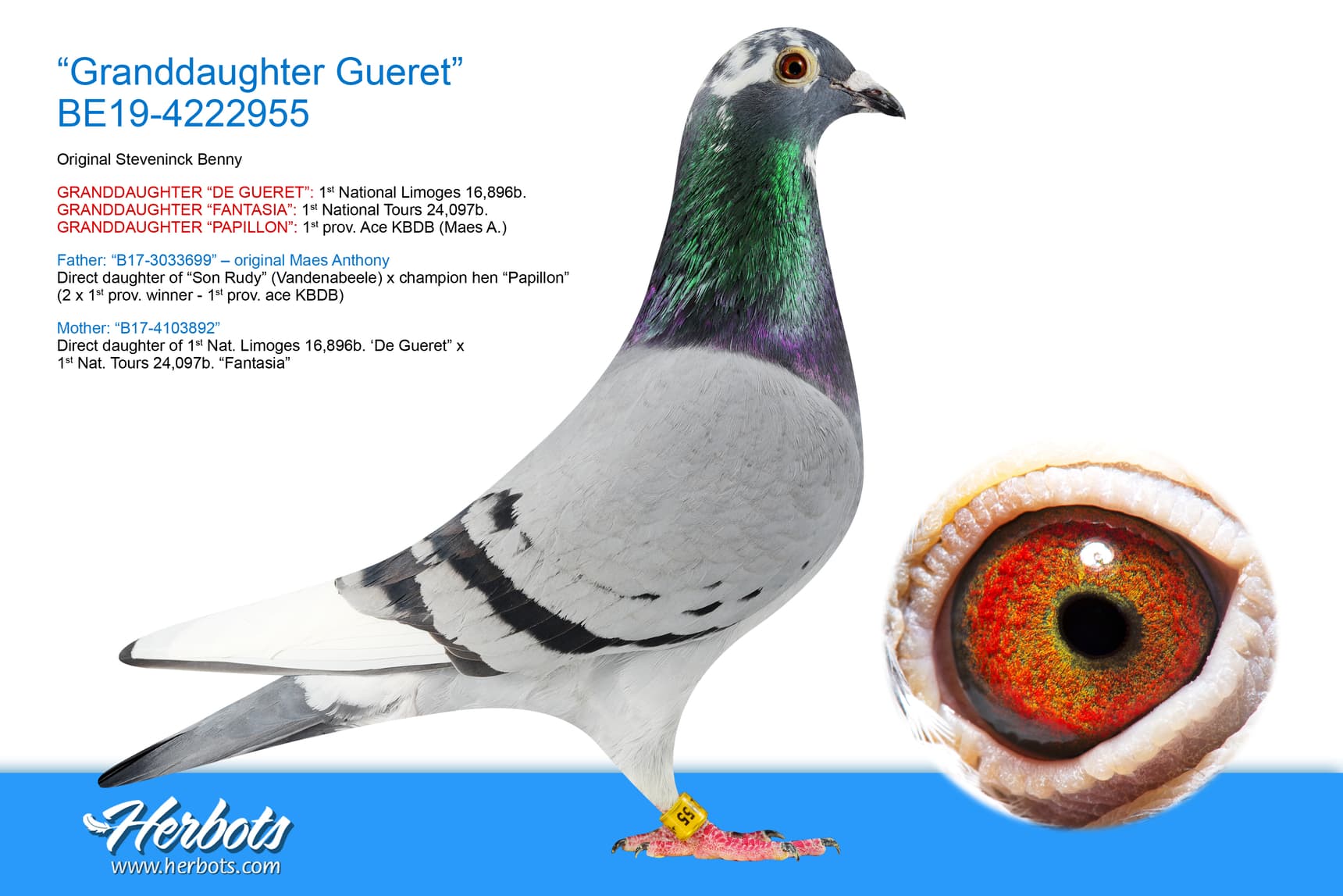 pigeon: undefined