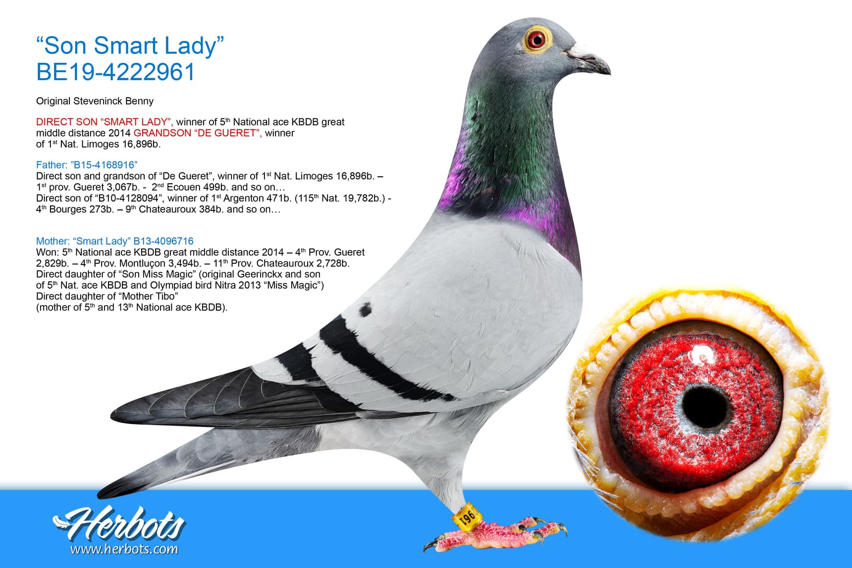 pigeon: undefined