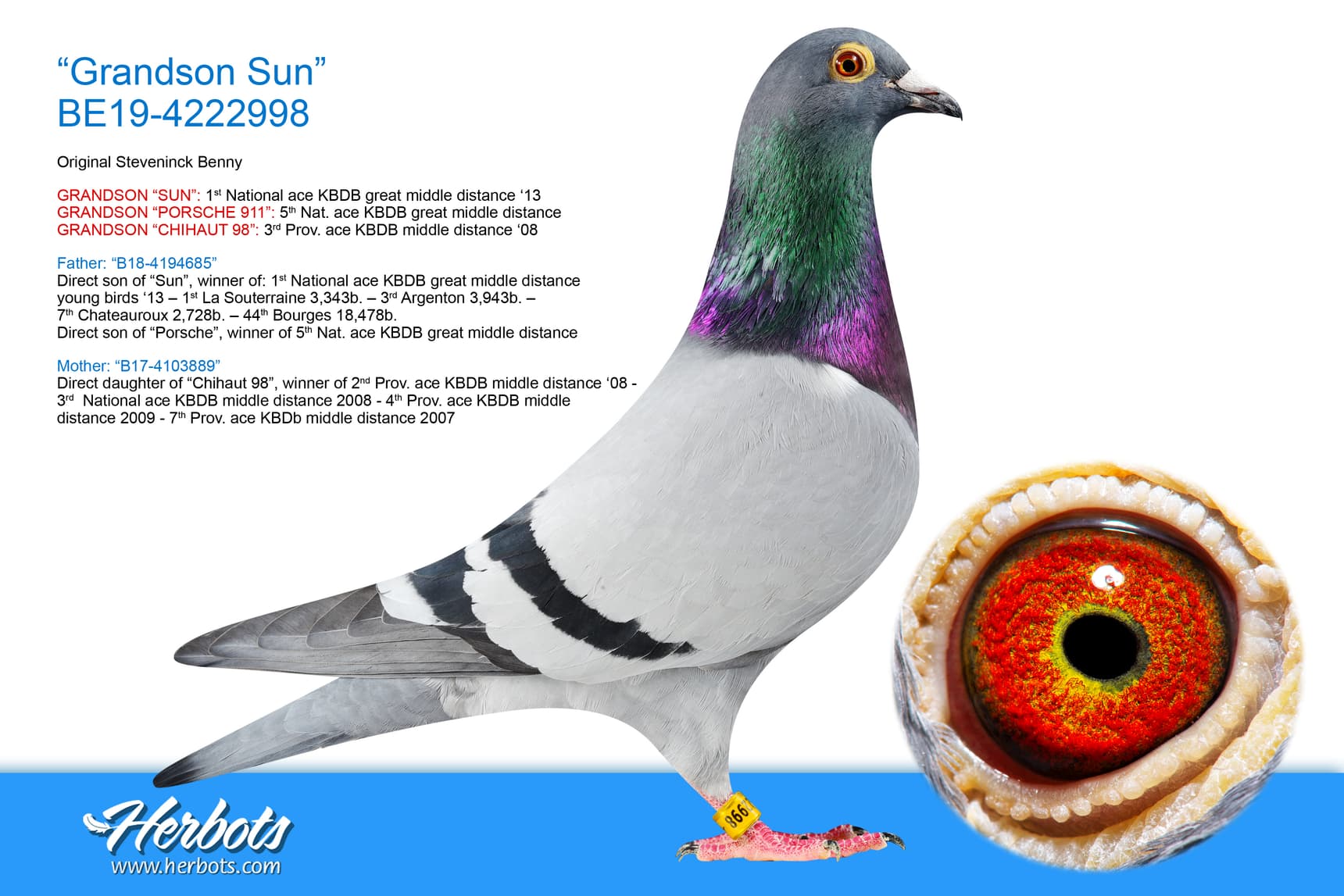 pigeon: undefined