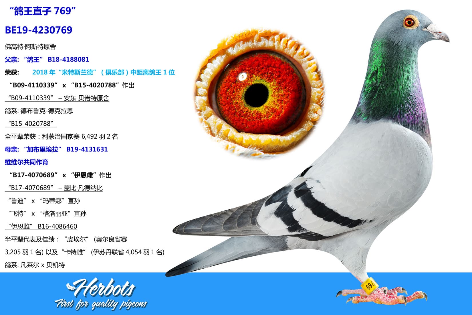 pigeon: undefined