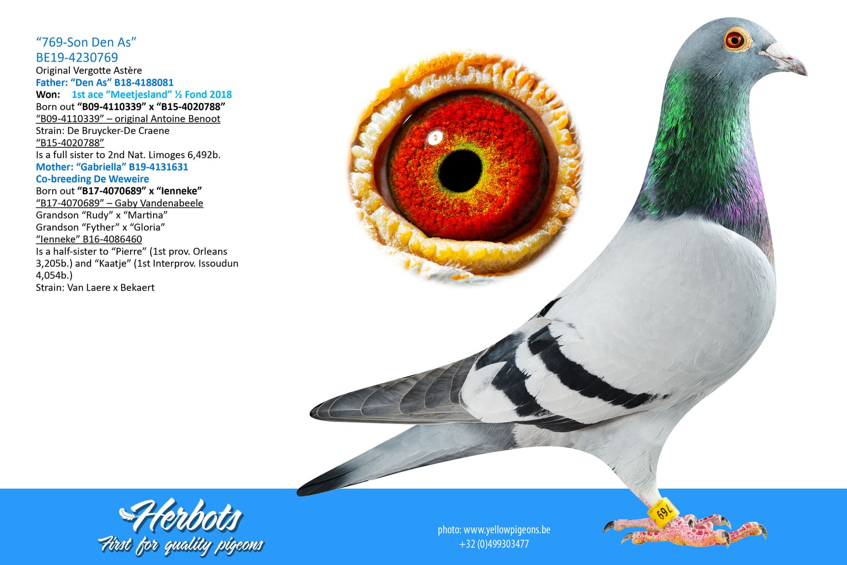 pigeon: undefined