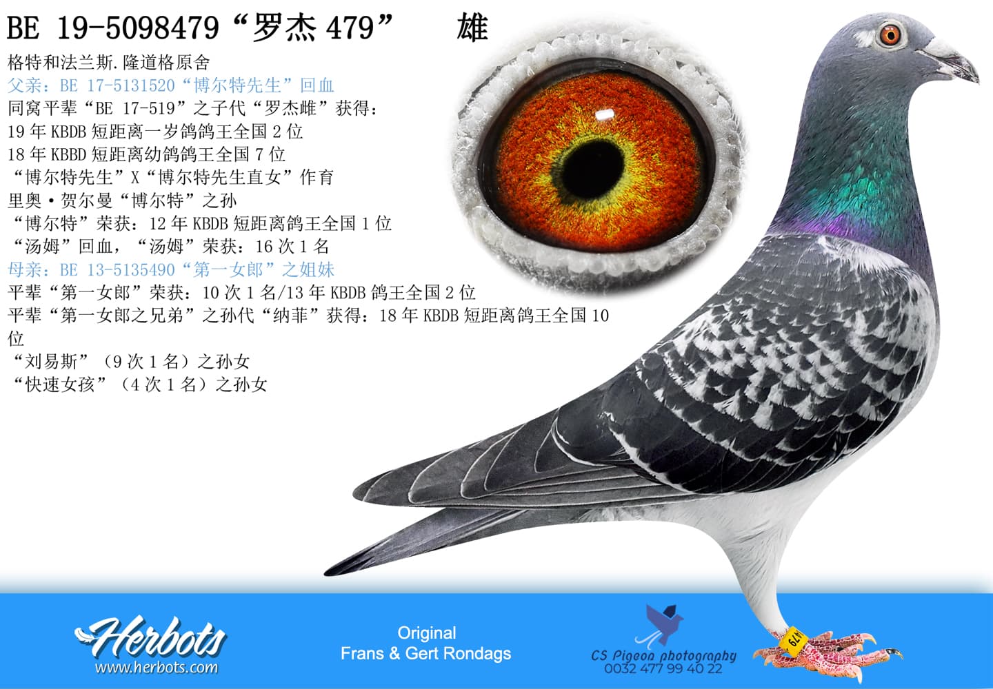 pigeon: undefined
