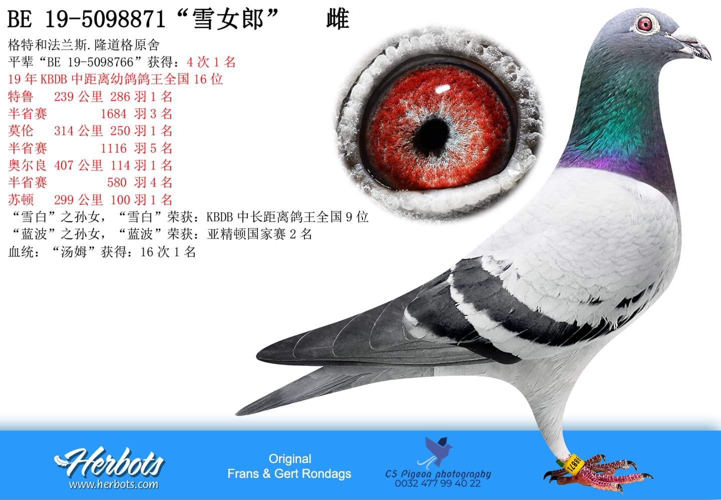 pigeon: undefined