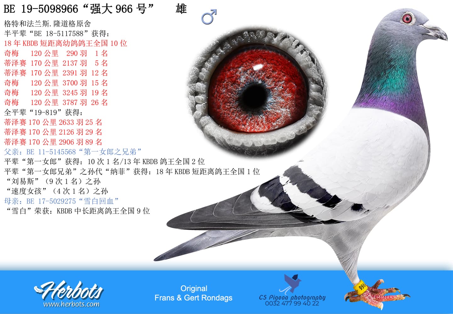 pigeon: undefined