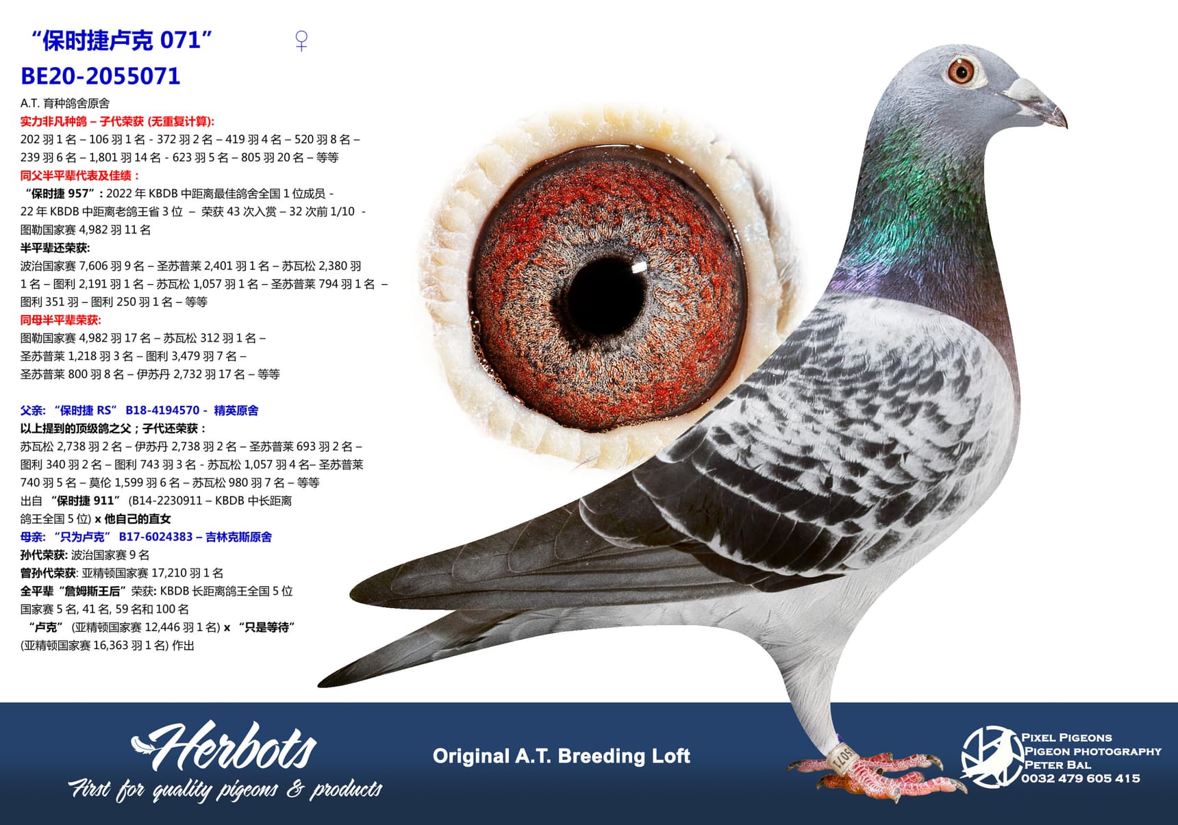 pigeon: undefined