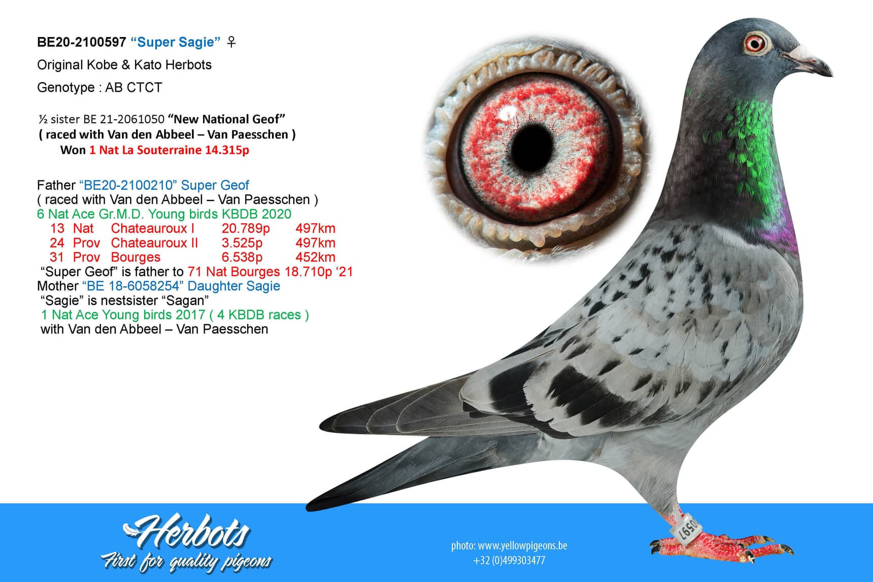 pigeon: undefined