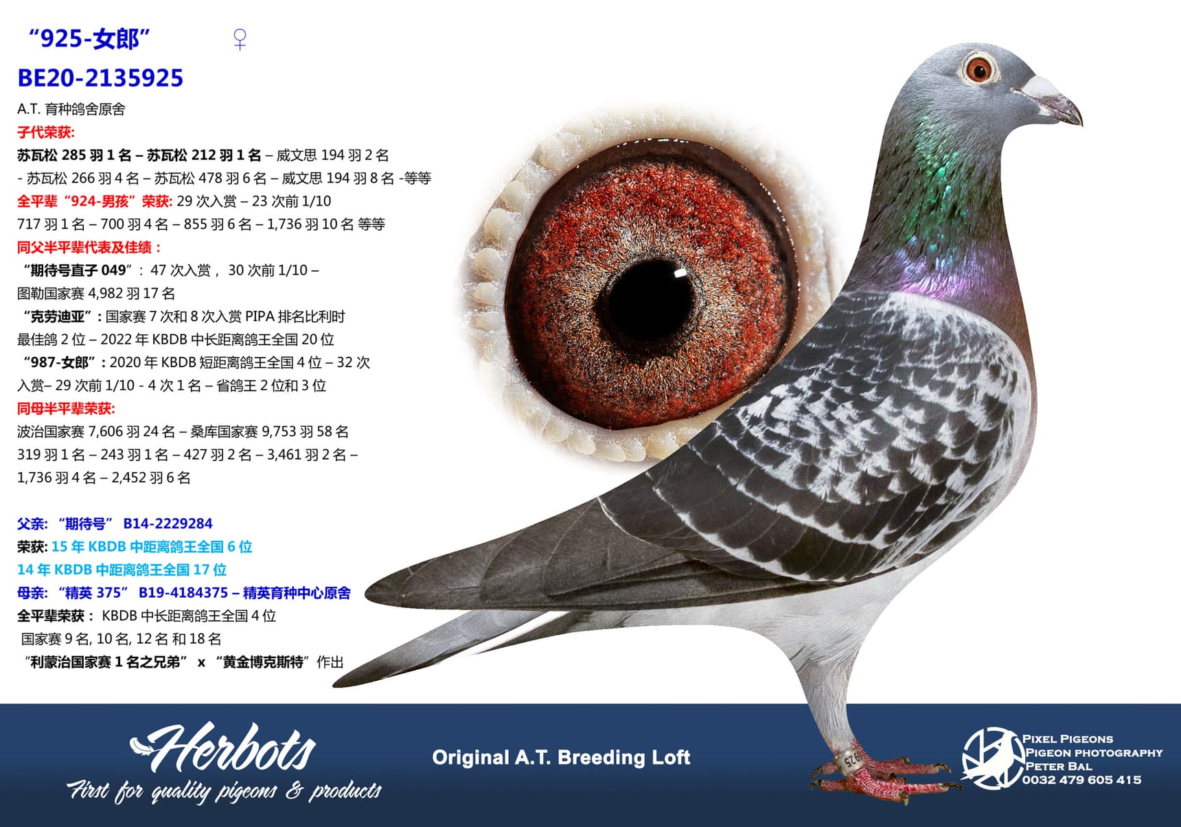 pigeon: undefined