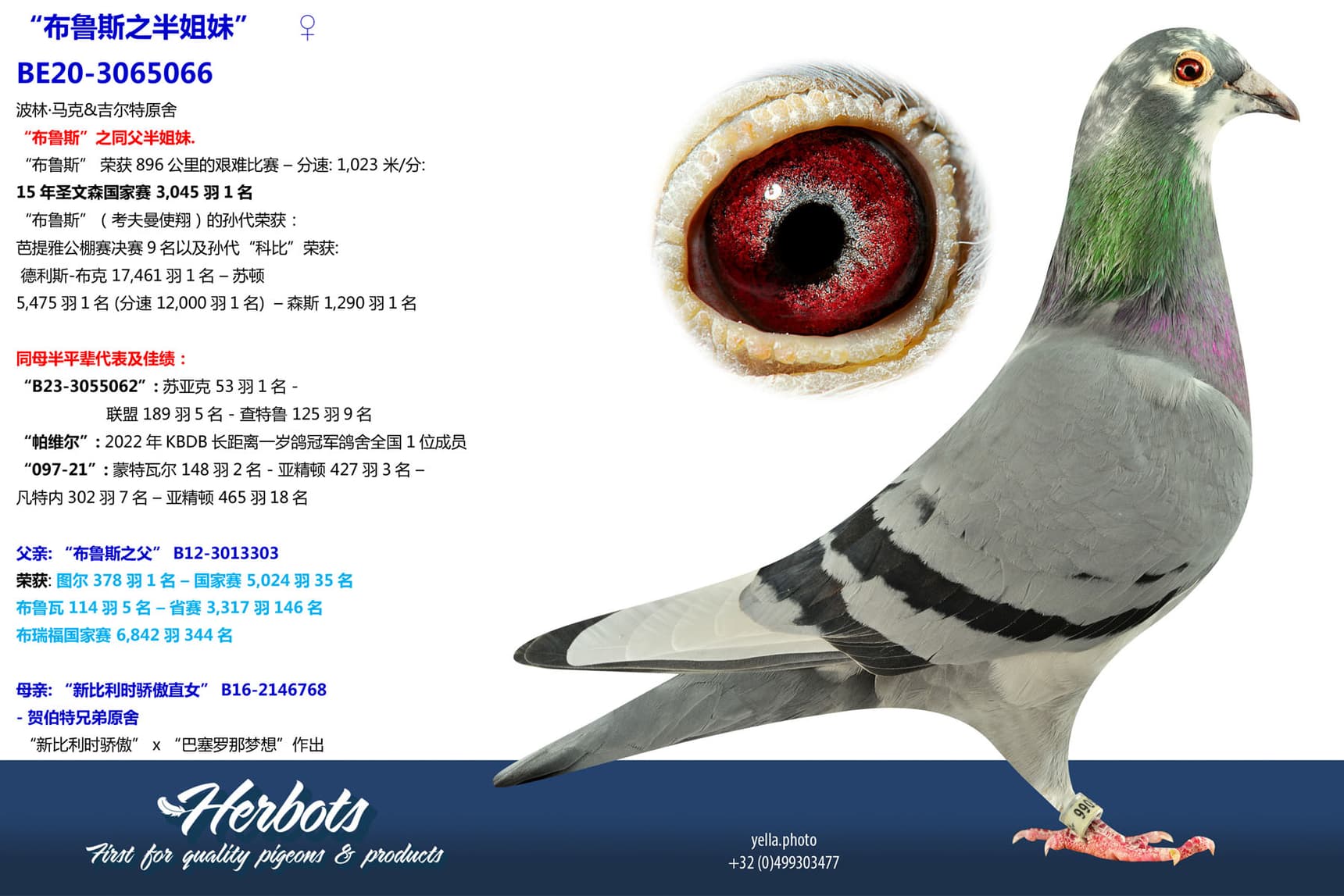 pigeon: undefined