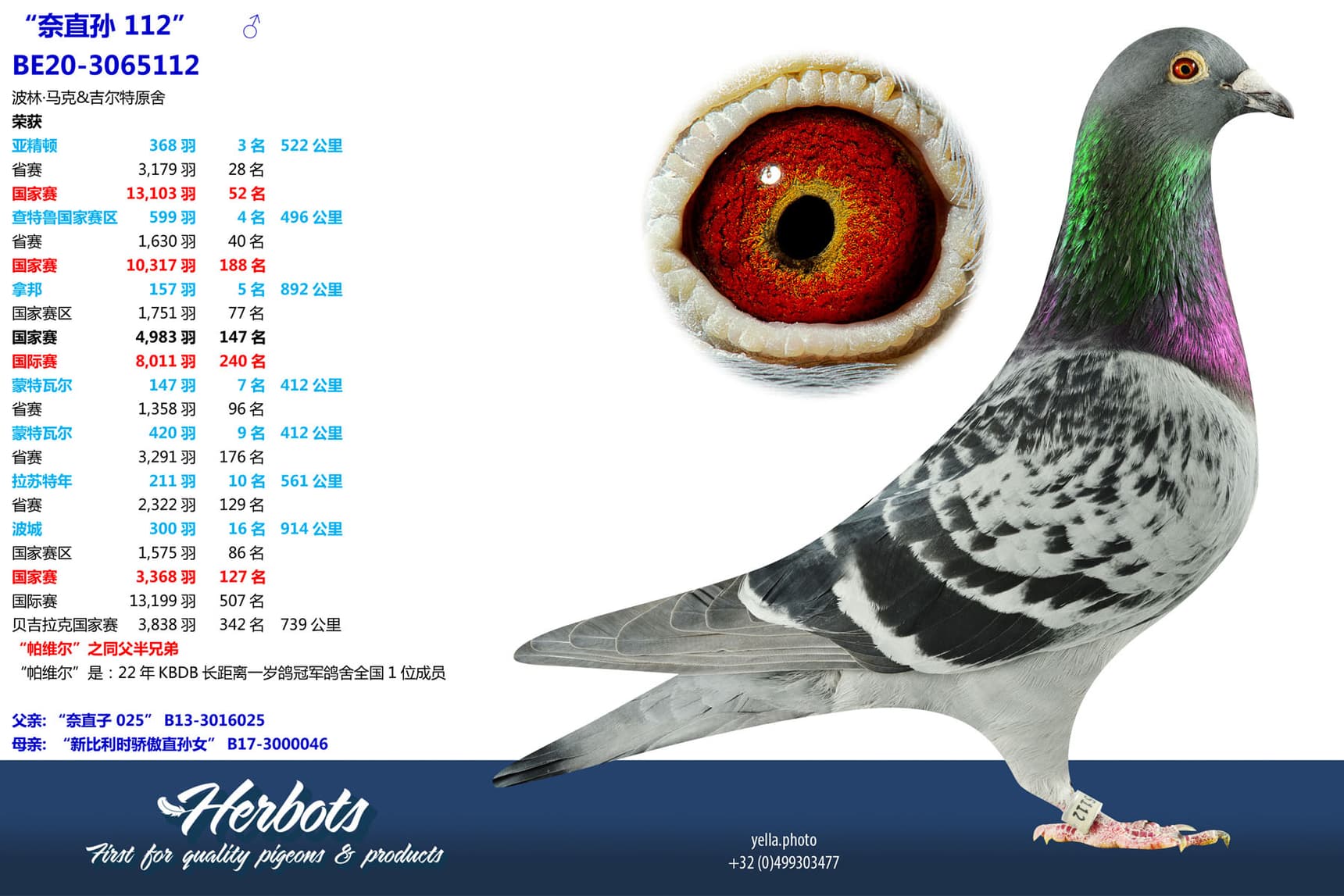 pigeon: undefined