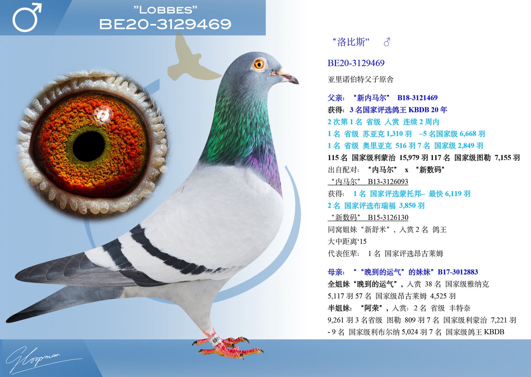 pigeon: undefined