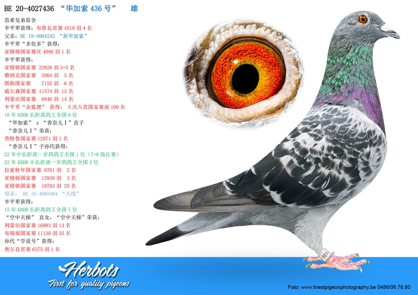 pigeon: undefined