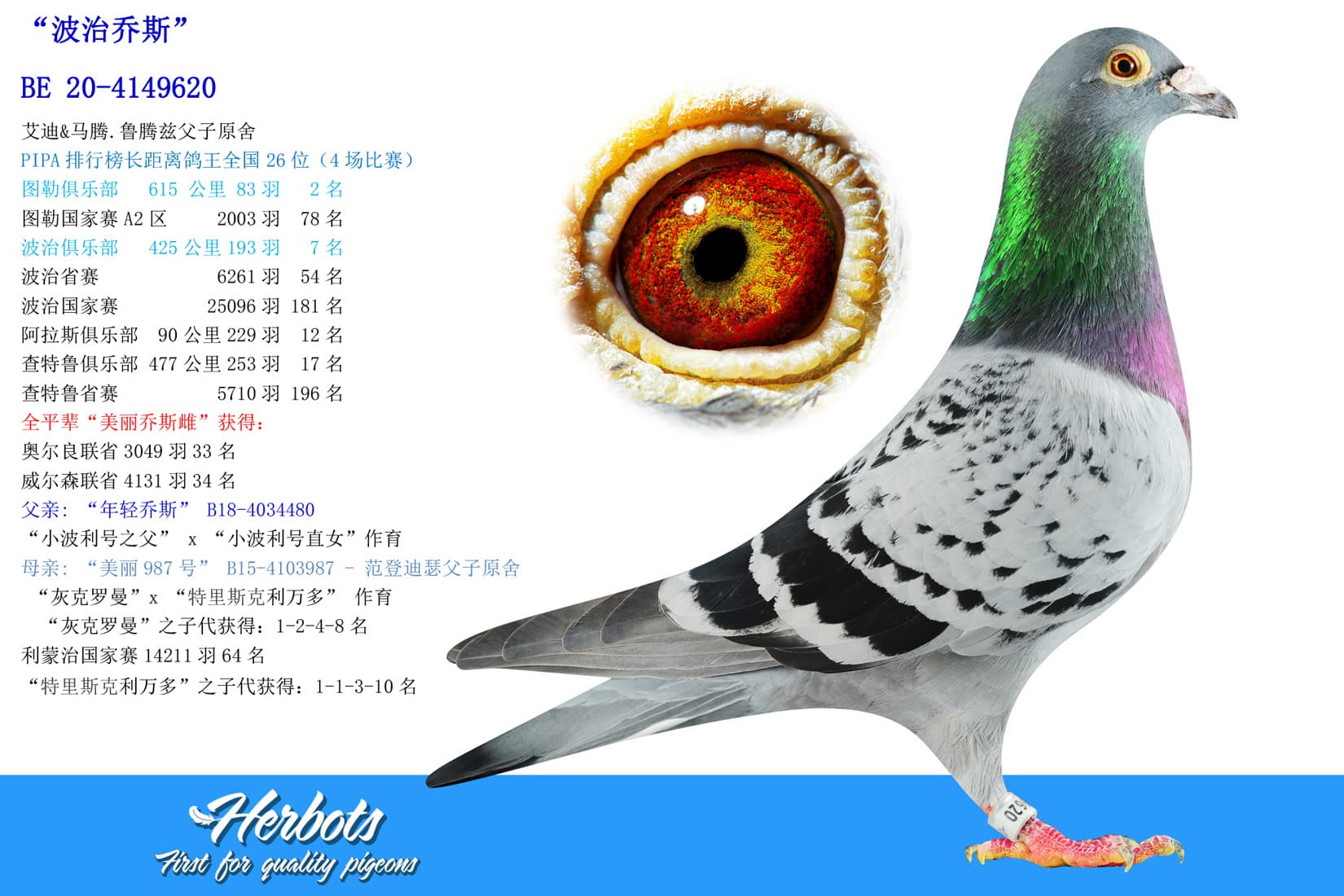pigeon: undefined