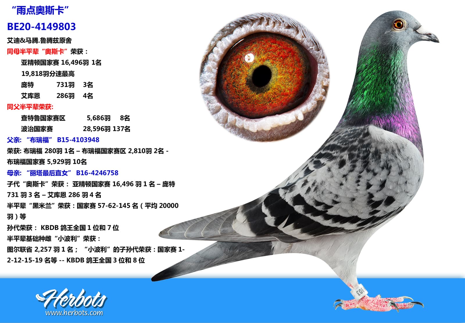pigeon: undefined