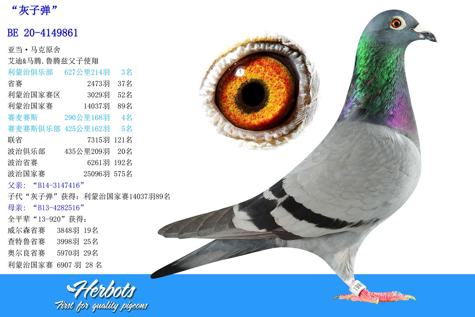 pigeon: undefined