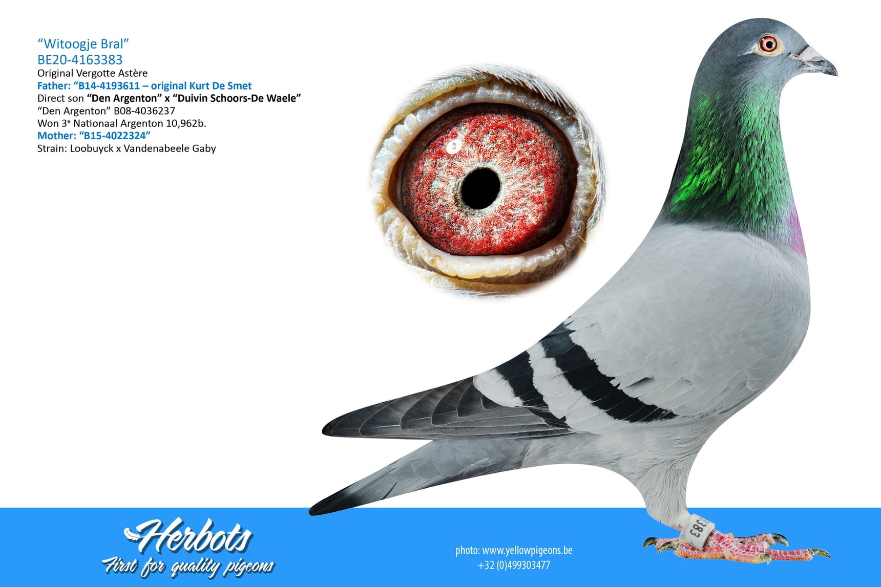pigeon: undefined