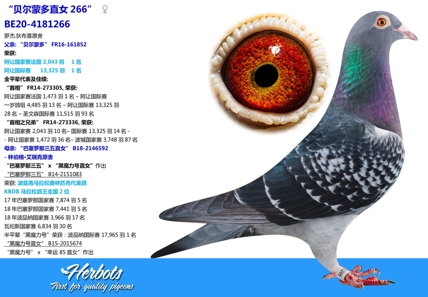 pigeon: undefined