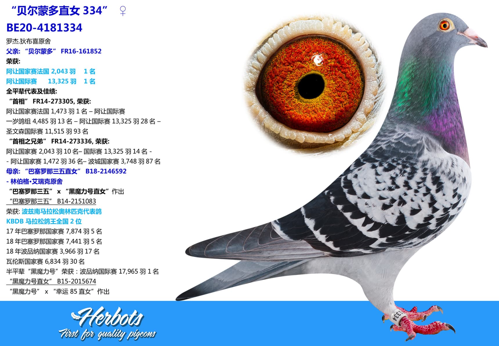 pigeon: undefined
