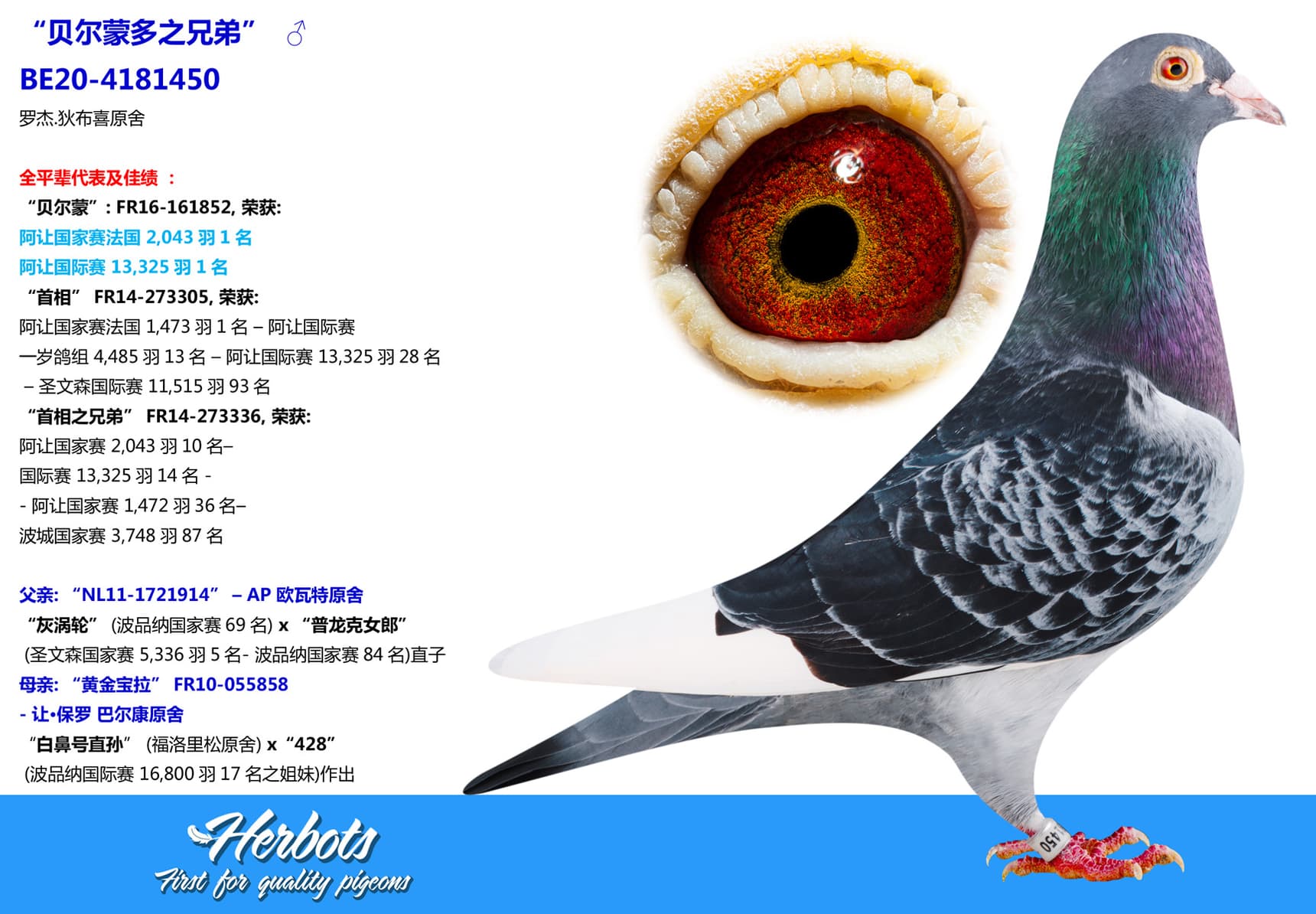 pigeon: undefined