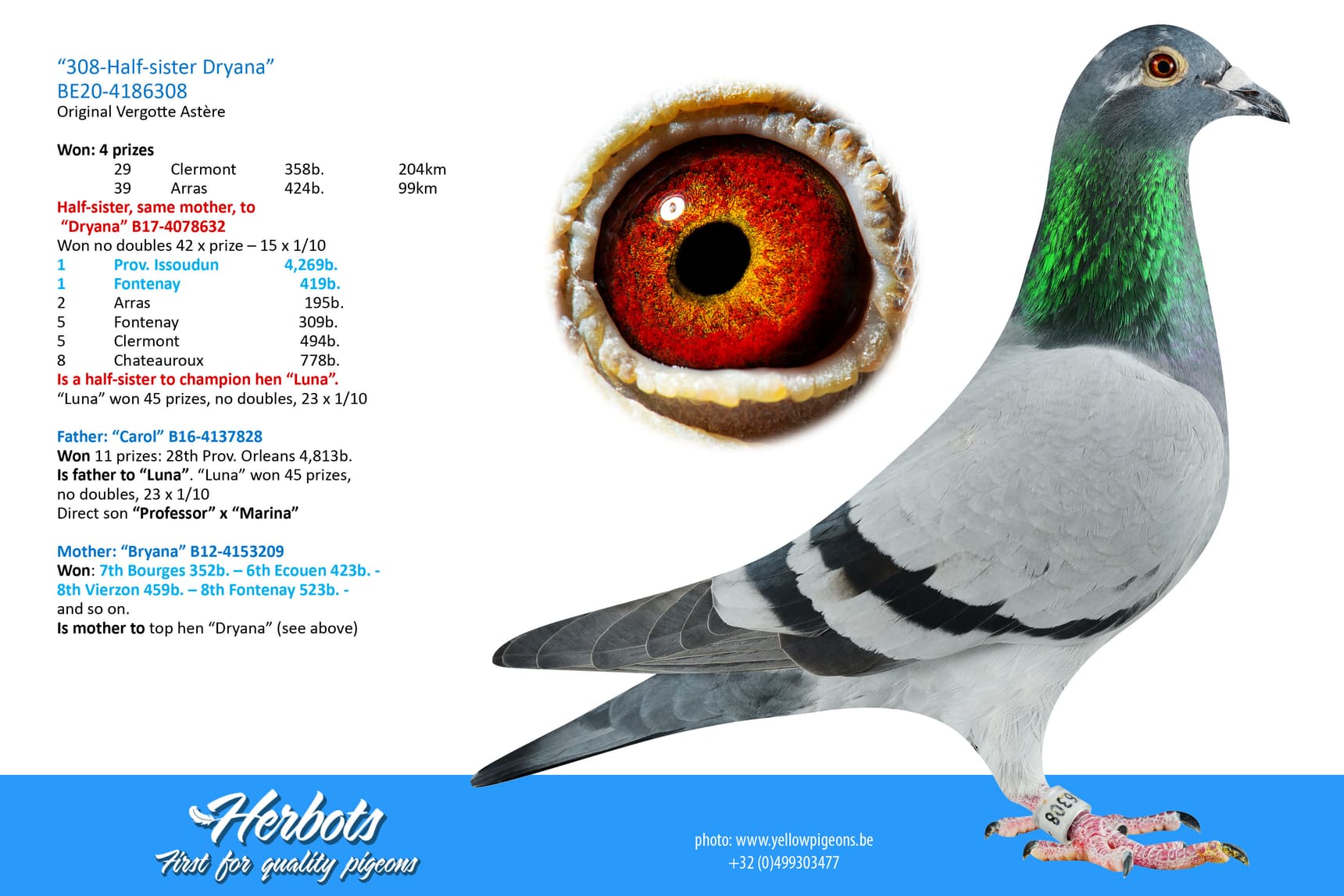 pigeon: undefined