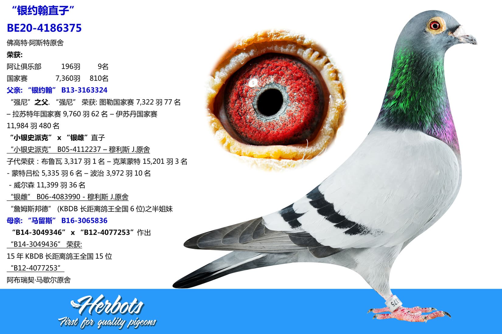 pigeon: undefined