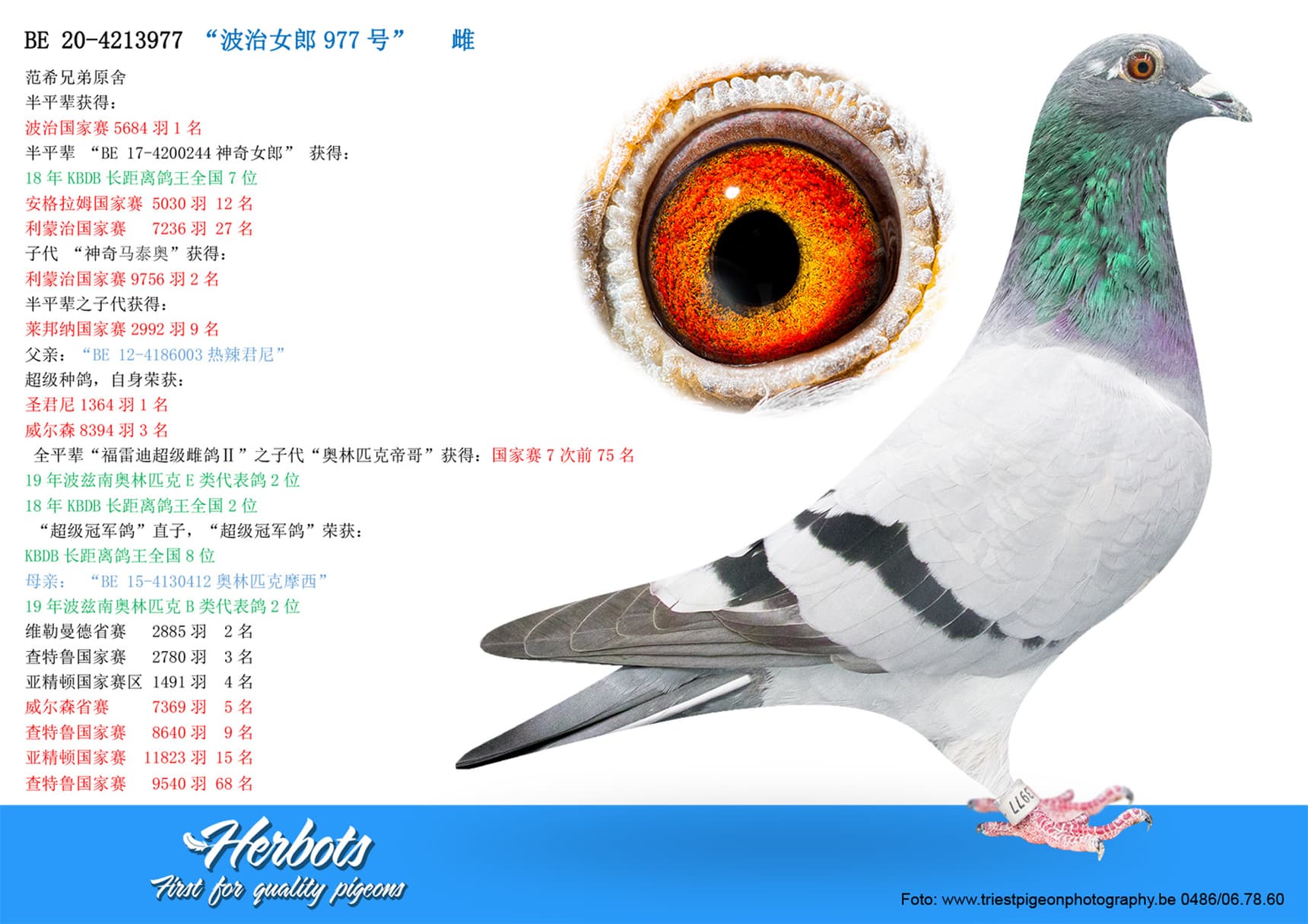 pigeon: undefined