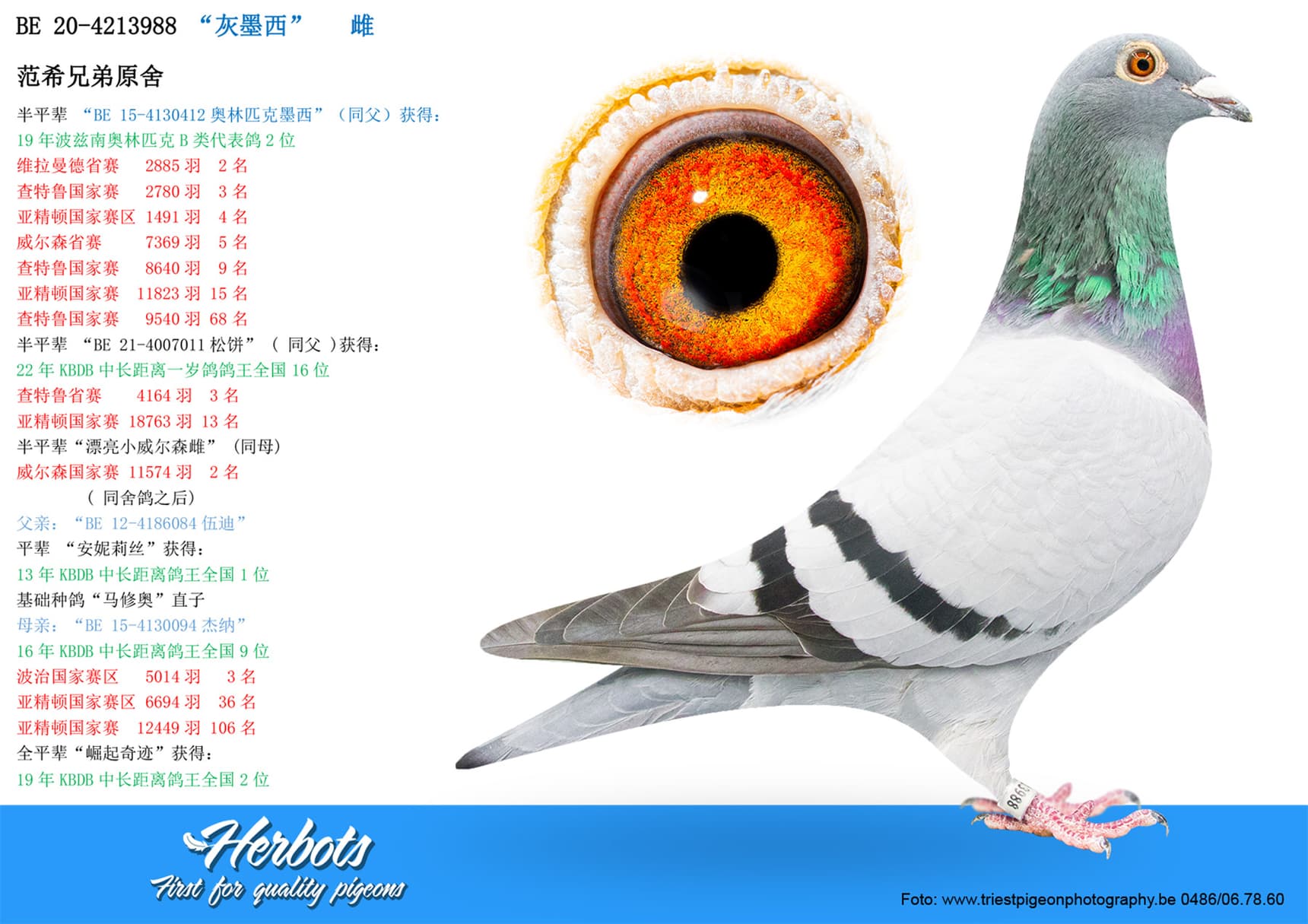 pigeon: undefined