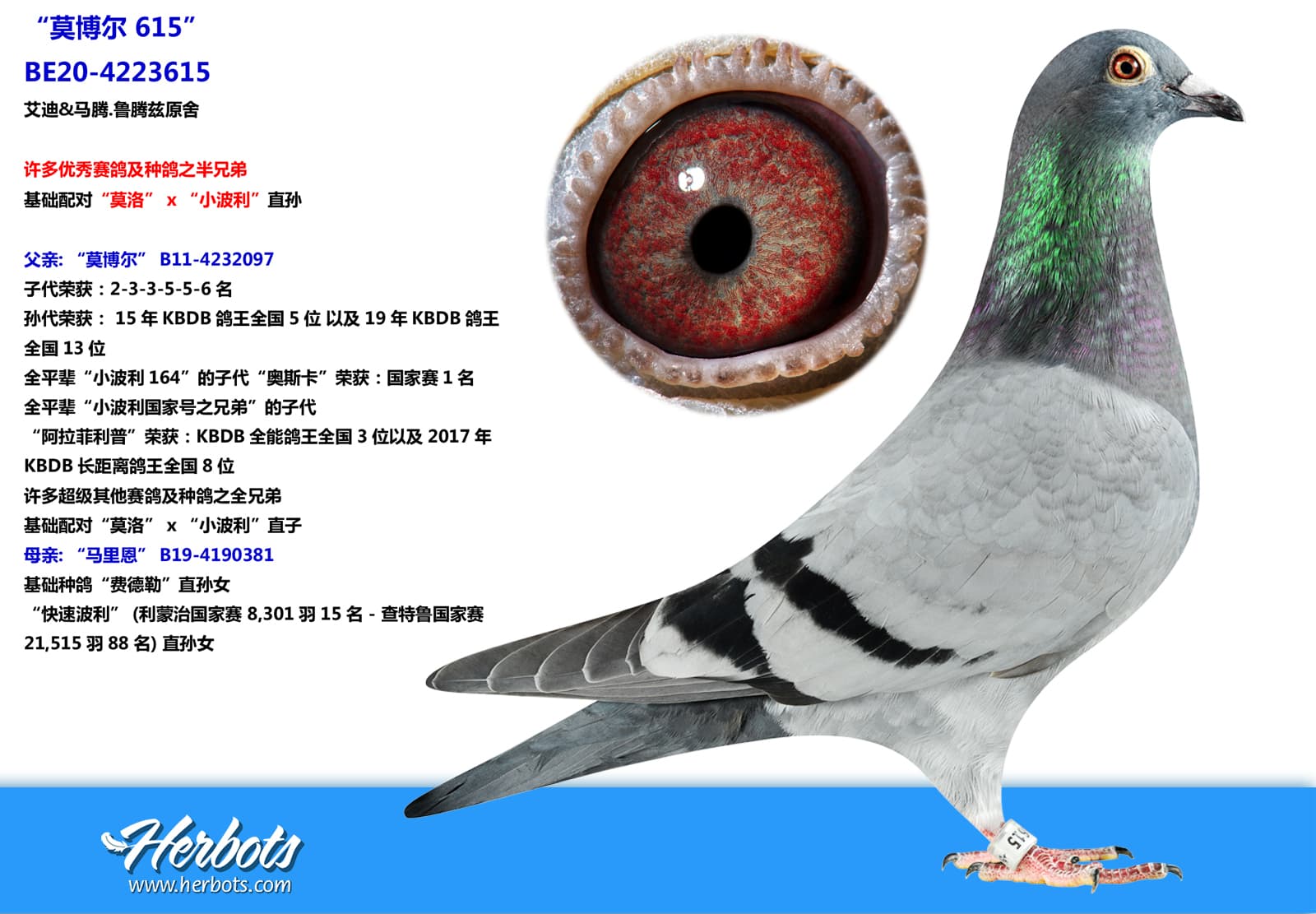 pigeon: undefined