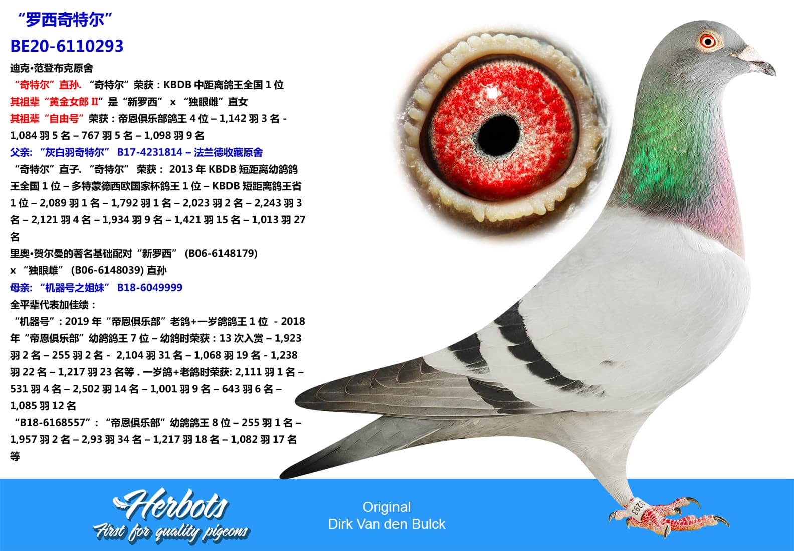 pigeon: undefined