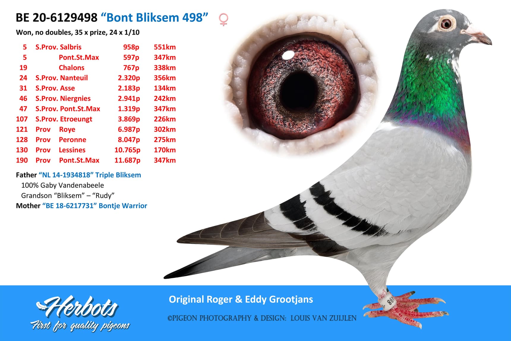 pigeon: undefined